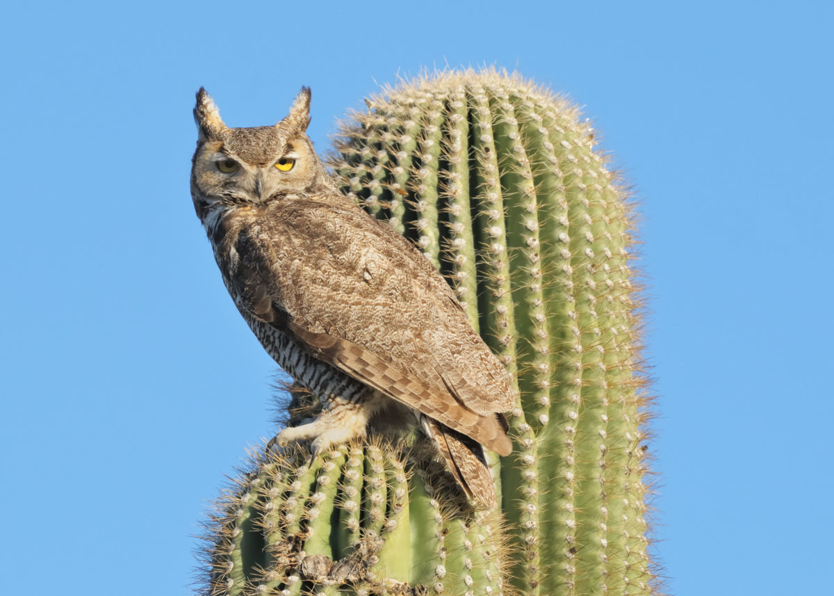 Sonoran Family Sunday | November 19th