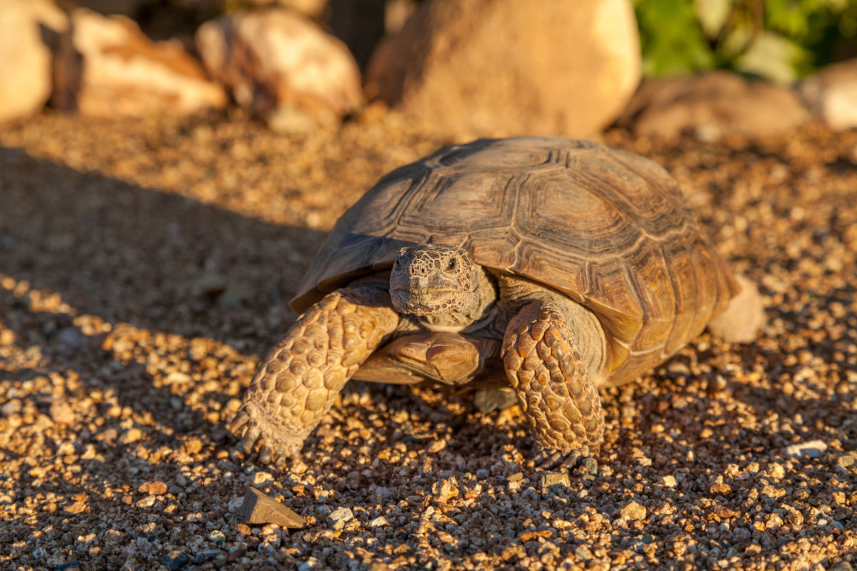 Community Connection | Phoenix Herpetological Society