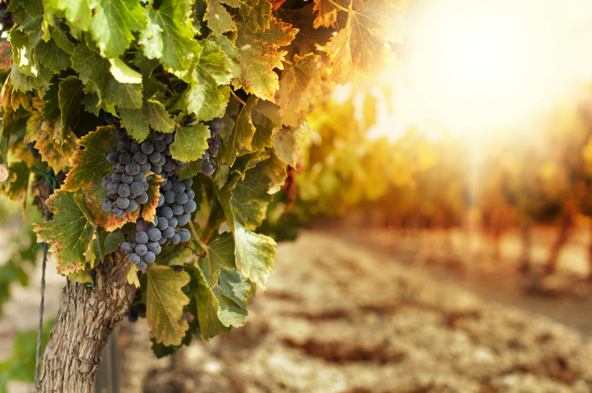 Arizona Wine Country
