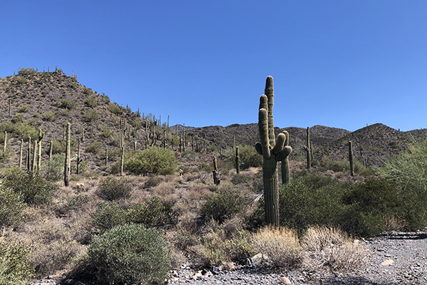 Continental Mountain Estates Lot 6