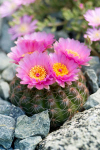 The Desert in Bloom