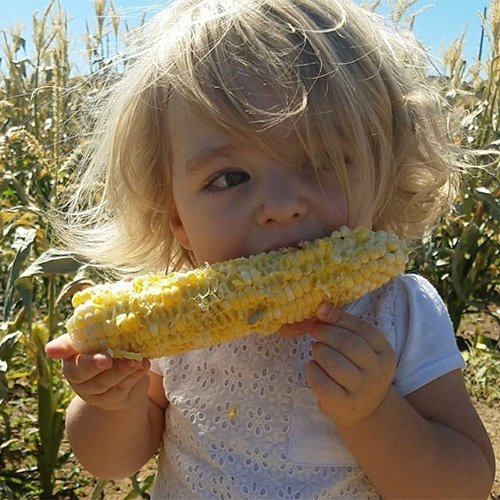 Mortimer Farms Pumpkin Festival
